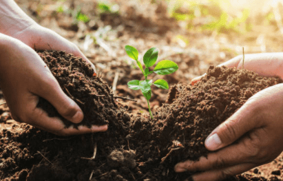 Plant in healthy soil