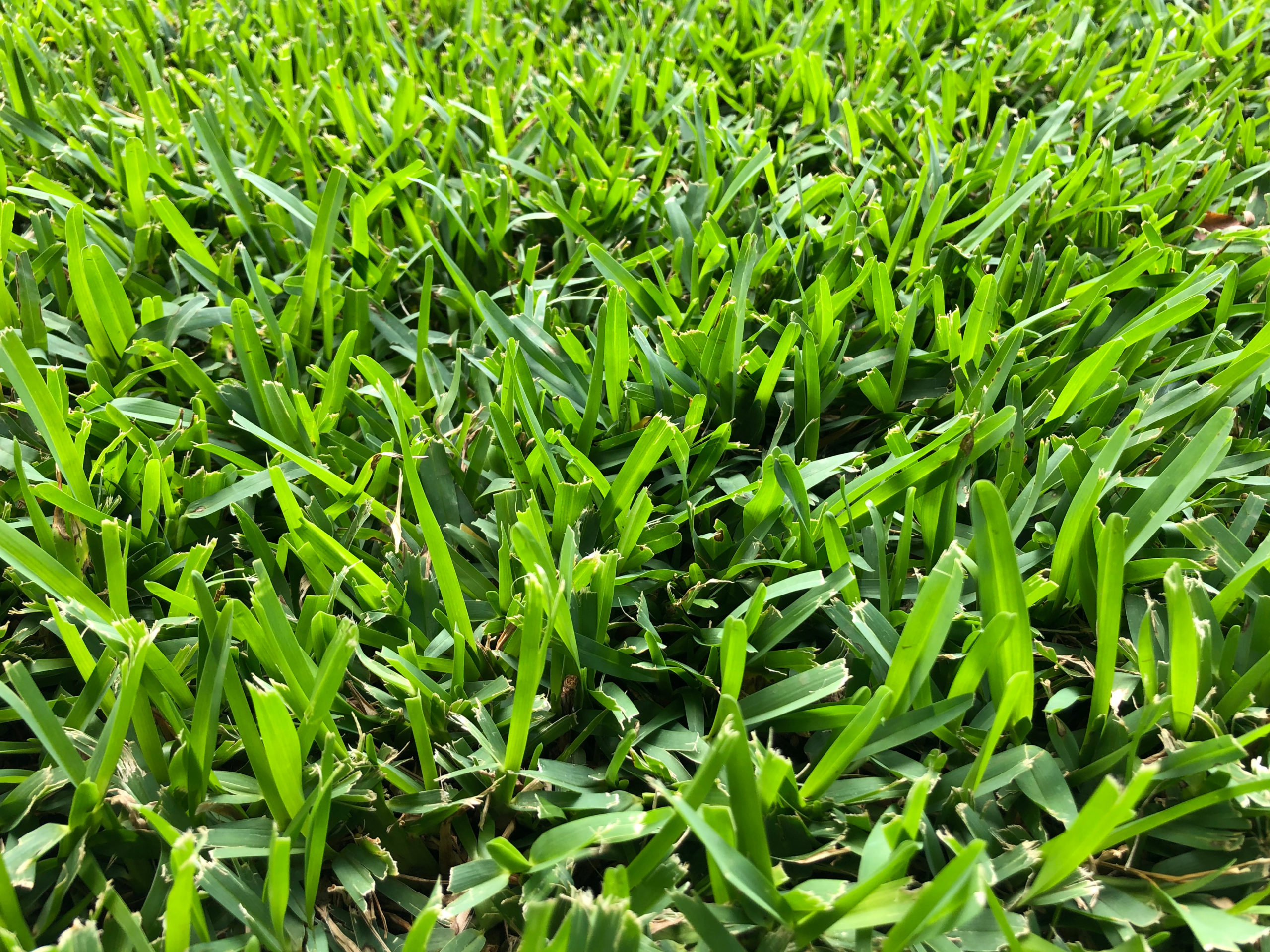 St. Augustine Grass GreenGate Turf & Pest