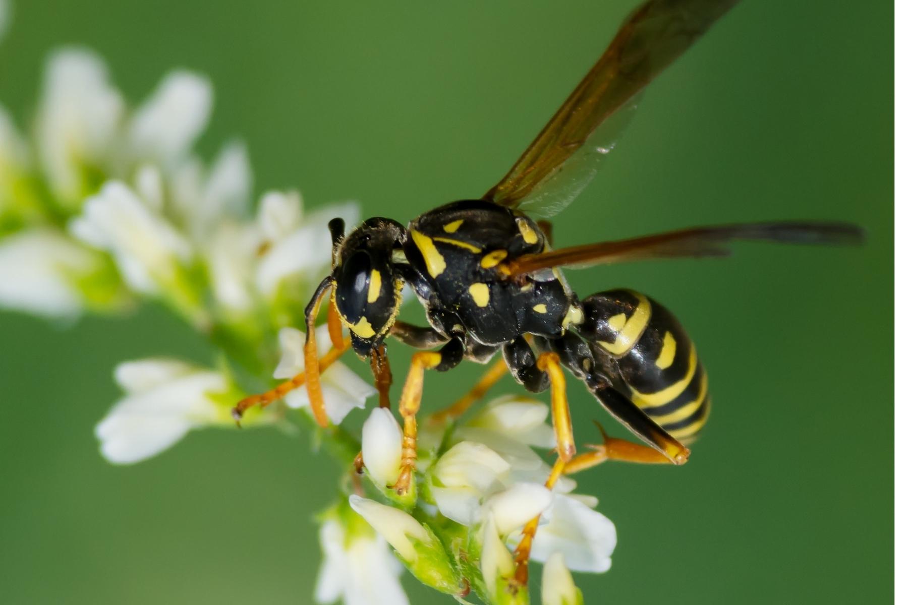 Yellow Jackets - GreenGate Turf & Pest