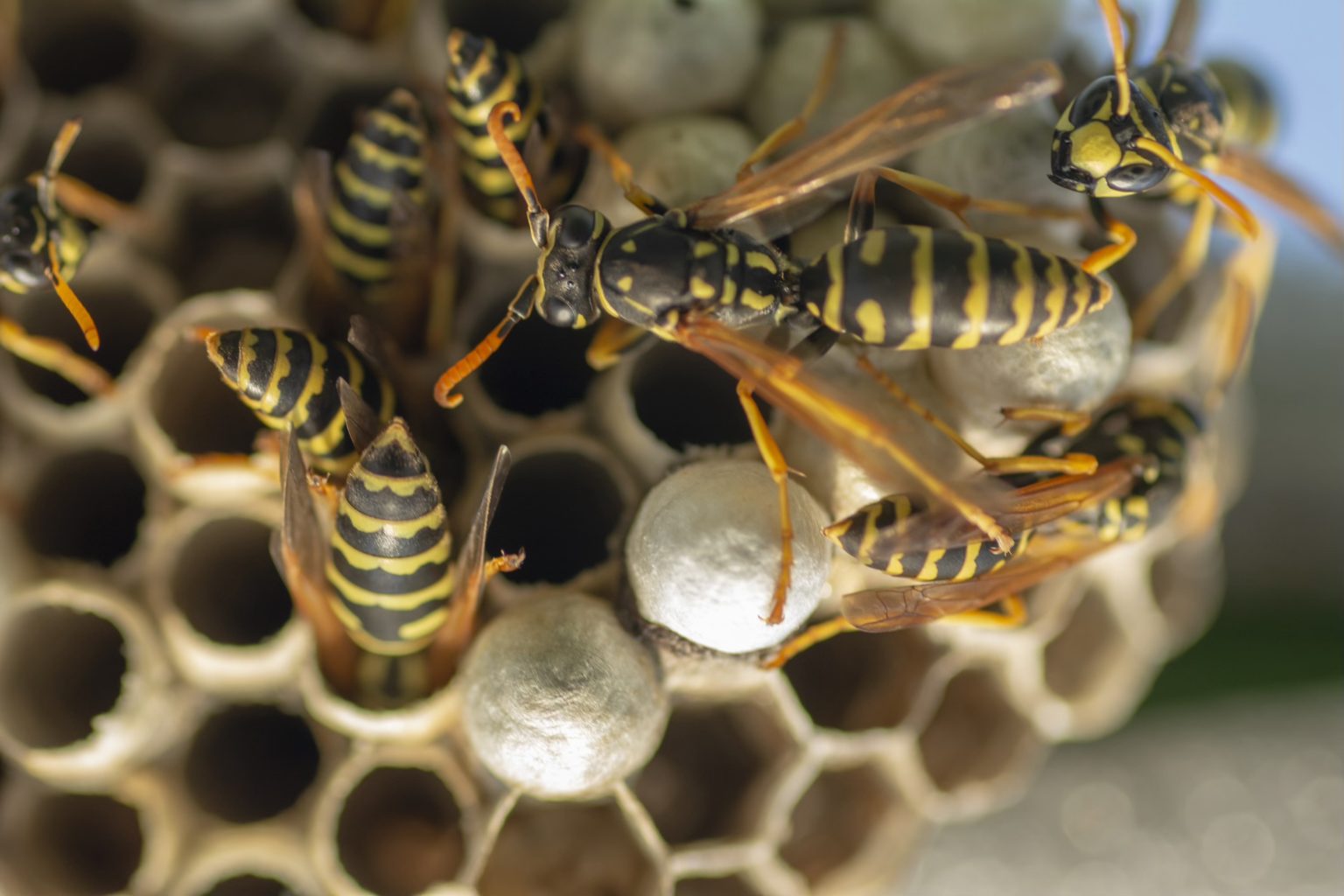 Paper Wasps of the Greater Houston Area