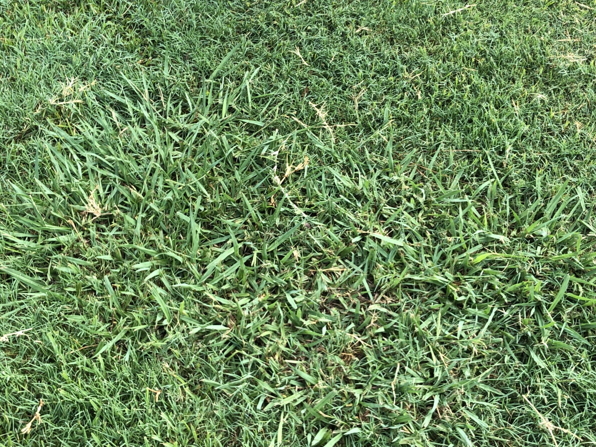 Control Grassy Weeds in Houston, TX - GreenGate Turf