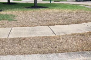 Lawn Issues Chinch Bugs