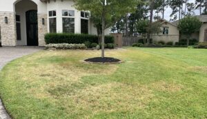 brown patch fungus; st. augustine grass vs. bermuda grass