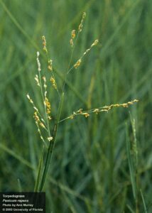 Torpedo Grass seeds