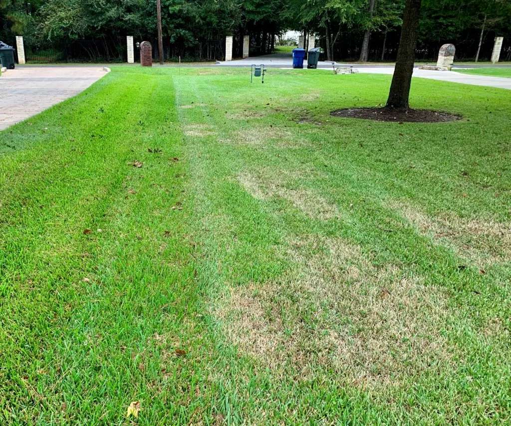 Close-up of vibrant St. Augustine grass in Houston, TX