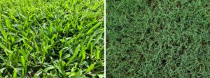 Comparison of St. Augustine and Bermuda grass at different growth stages in Houston, TX.