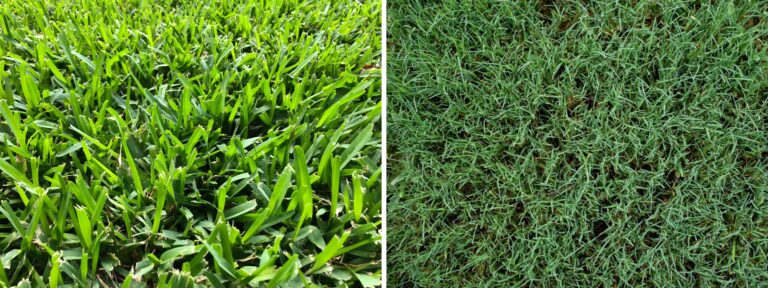 St. Augustine Grass vs. Bermuda Grass