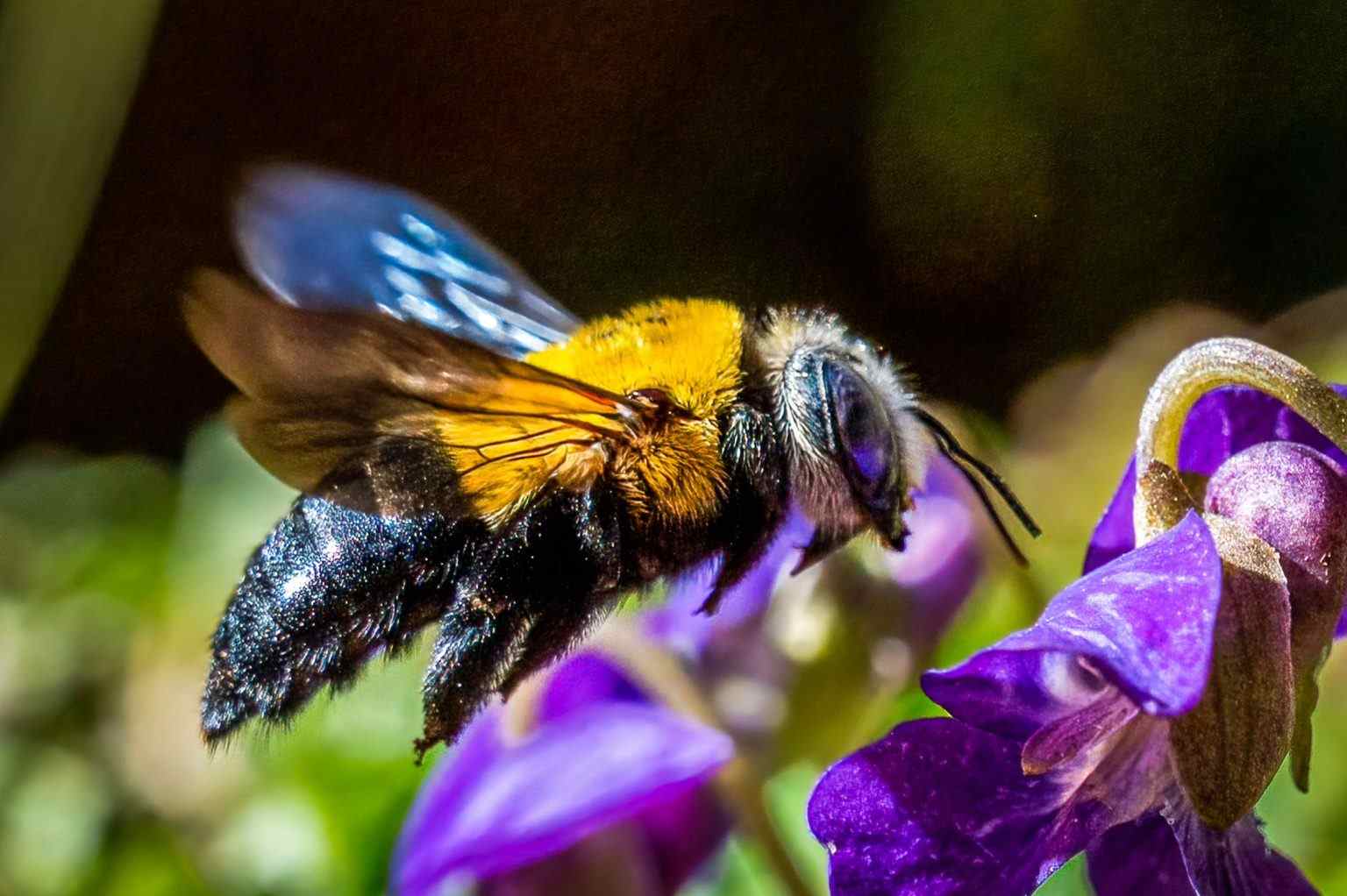 Close image of a Carpenter Bees in Houston, TX