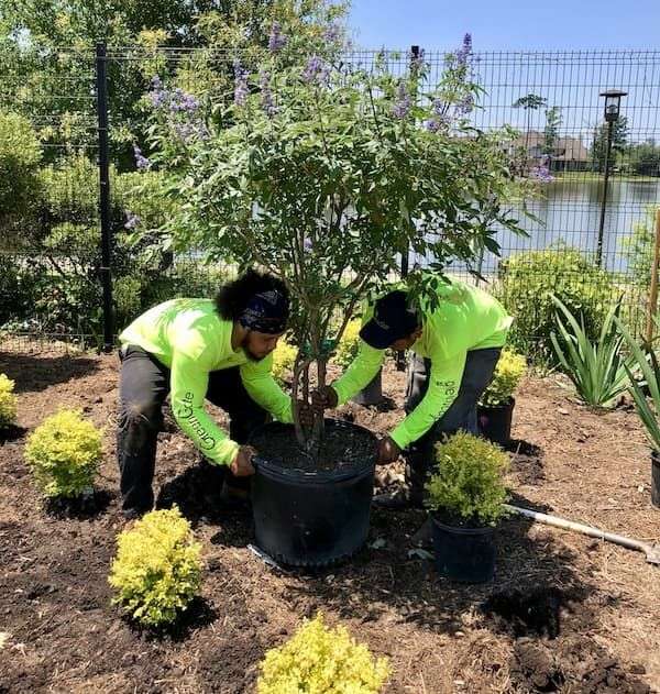 Two dedicated employees of GreenGate Turf & Pest shrugging the tree in Houston, TX