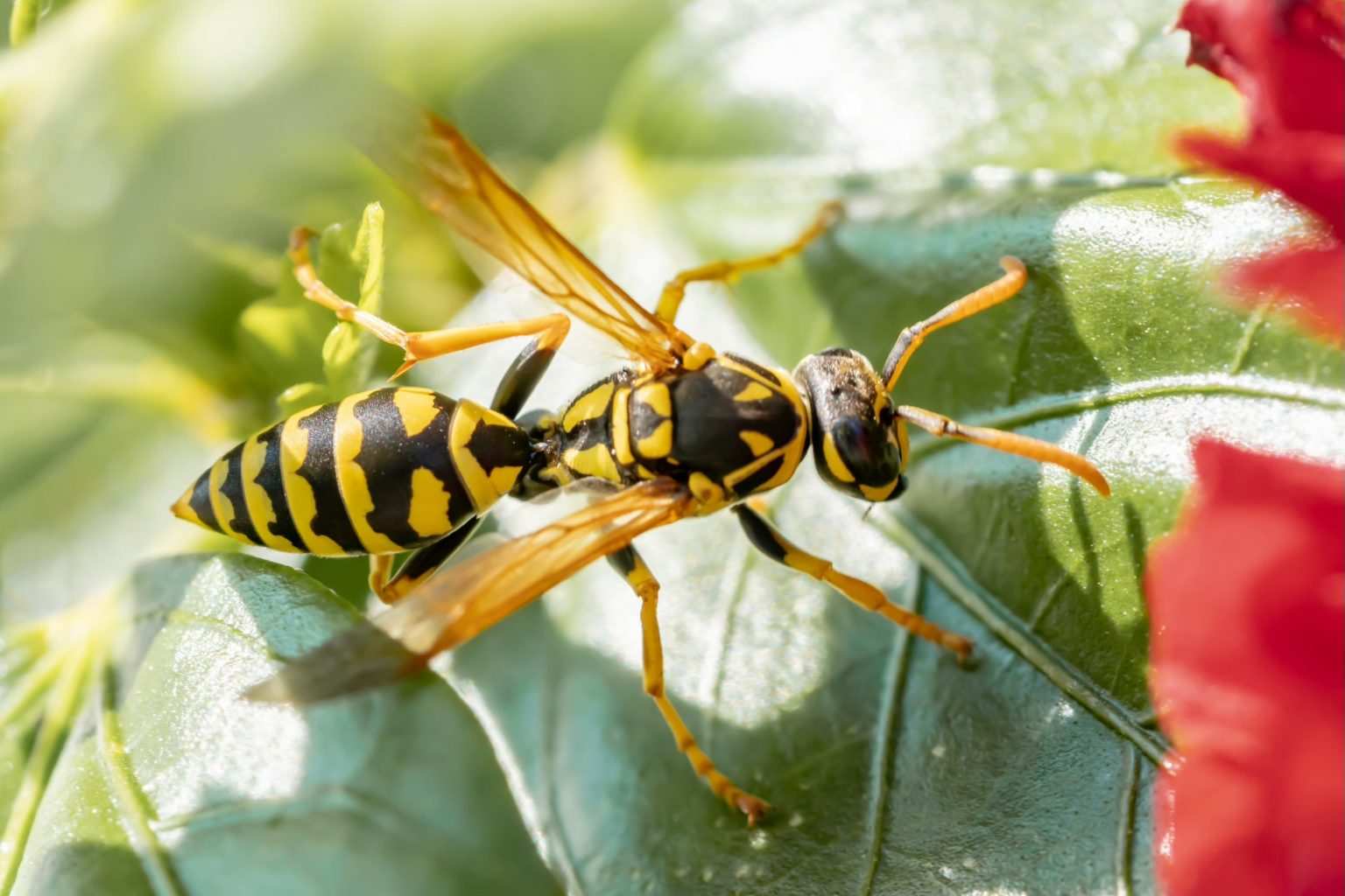 Yellow Jackets in Houston, TX