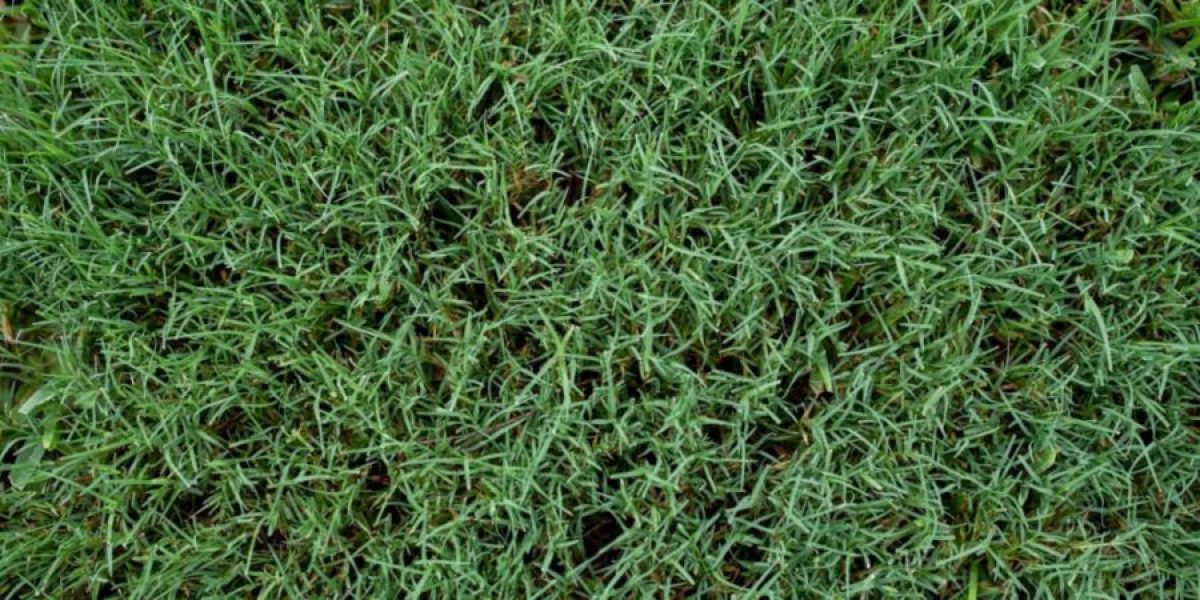 A Close-up View of Bermuda Grass for Fertilization Service in Cypress, TX