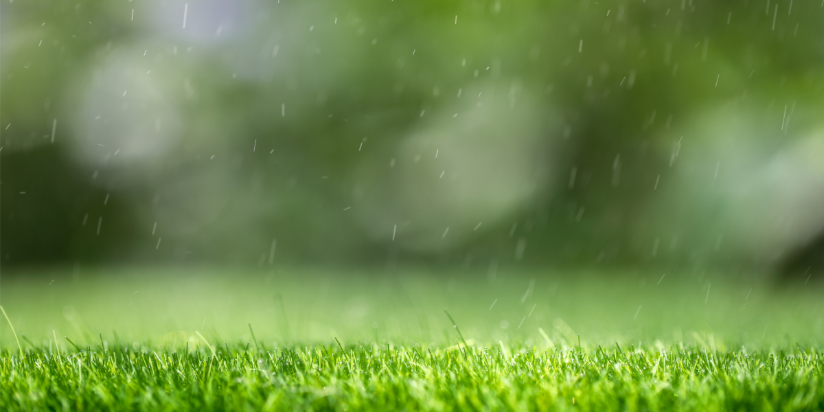 Positive Impact of Rain on Lawn