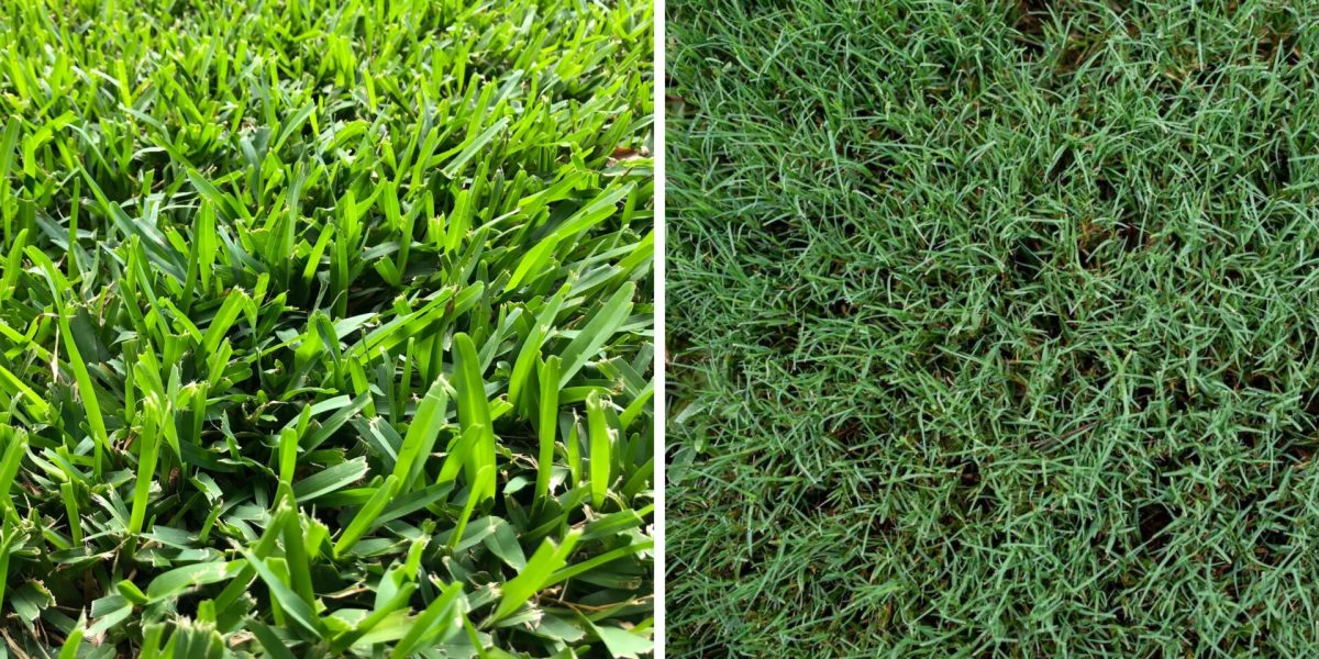 St. Augustine Grass vs. Bermuda Grass